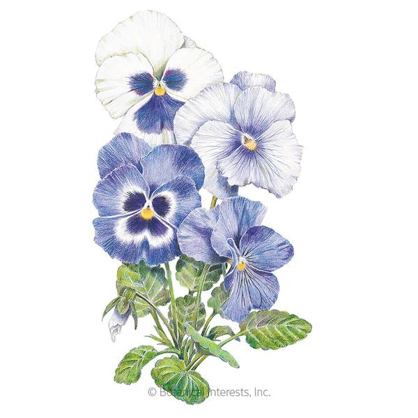 Pansy Got the Blues 1