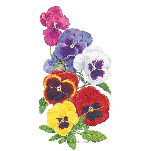 Pansy Swiss Giants Blend 1