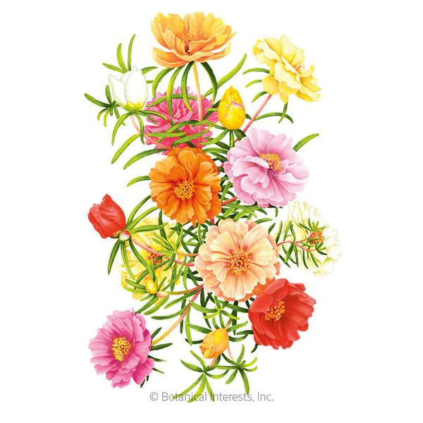  Portulaca Moss Rose Double Blend