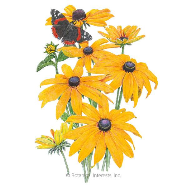 Black-Eyed Susan