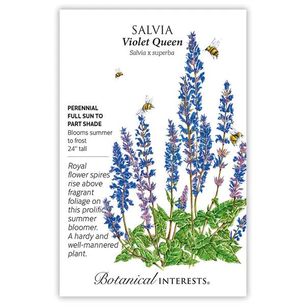 Salvia Violet Queen