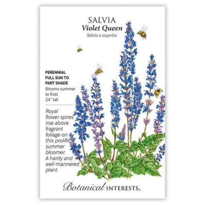 Salvia Violet Queen