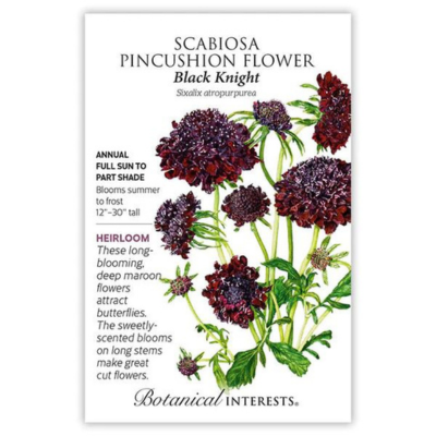 Scabiosa Pincushion Black Knight