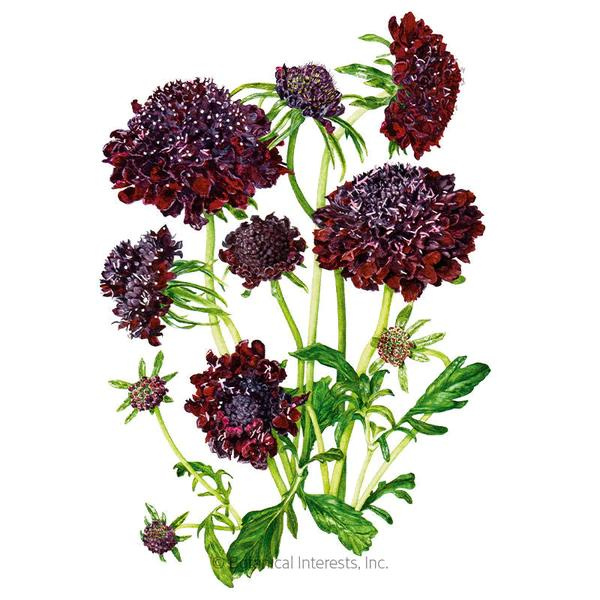 Scabiosa Pincushion Black Knight