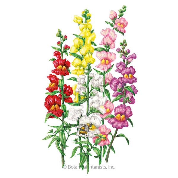 Snapdragon Tall Maximum Blend 1