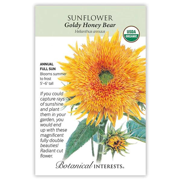 Sunflower Goldy Honey Bear Organic