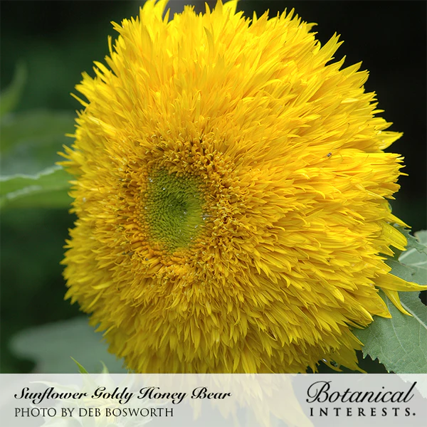 Sunflower Goldy Honey Bear 2