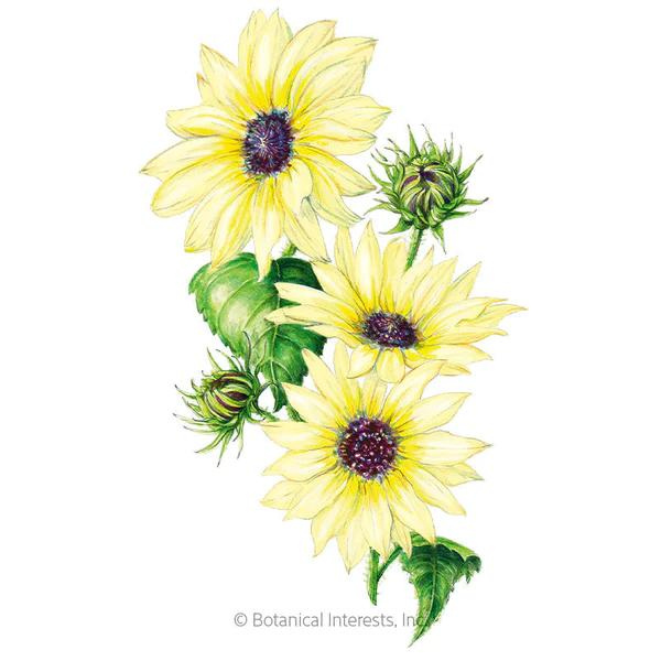 Sunflower Vanilla Ice