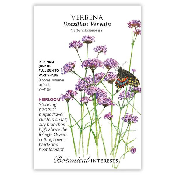 Verbena Brazilian Vervain