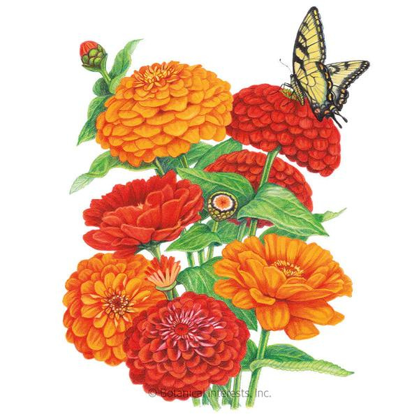 Zinnia Fireball Blend 1