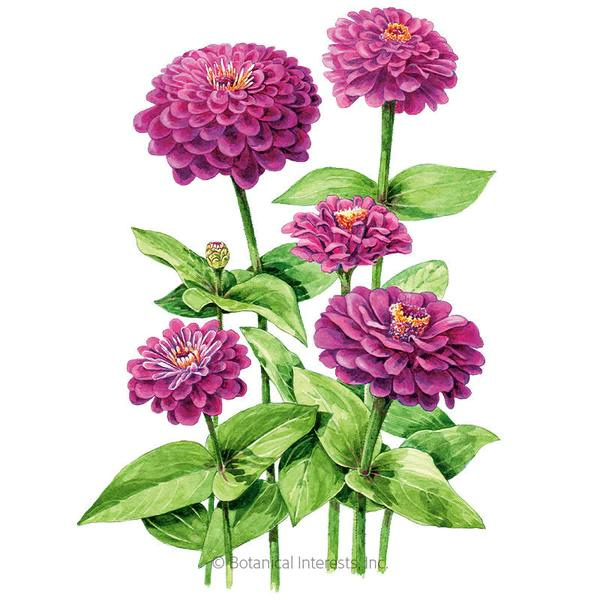 Zinnia Giant Purple Organic