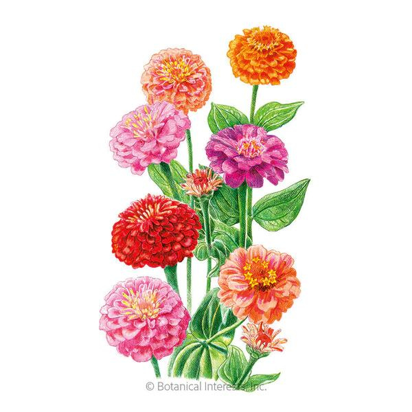 Zinnia Lilliput Organic