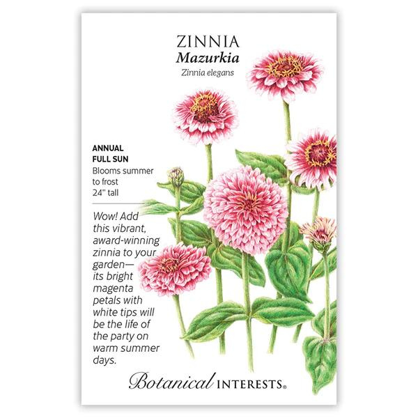 Zinnia Mazurkia