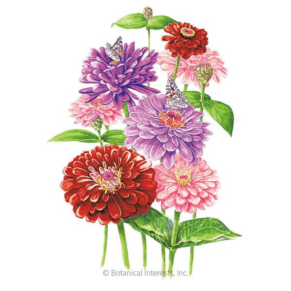 Zinnia Northern Lights Blend