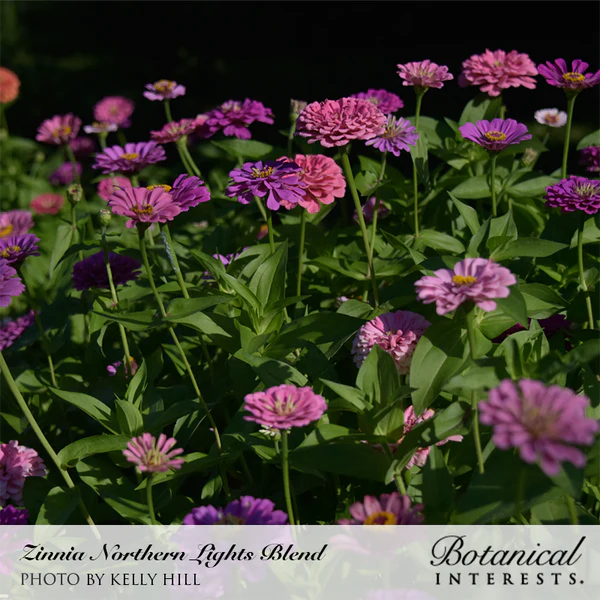 Zinnia Northern Lights Blend 2