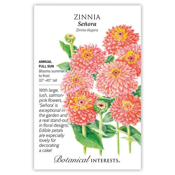 Zinnia Senora