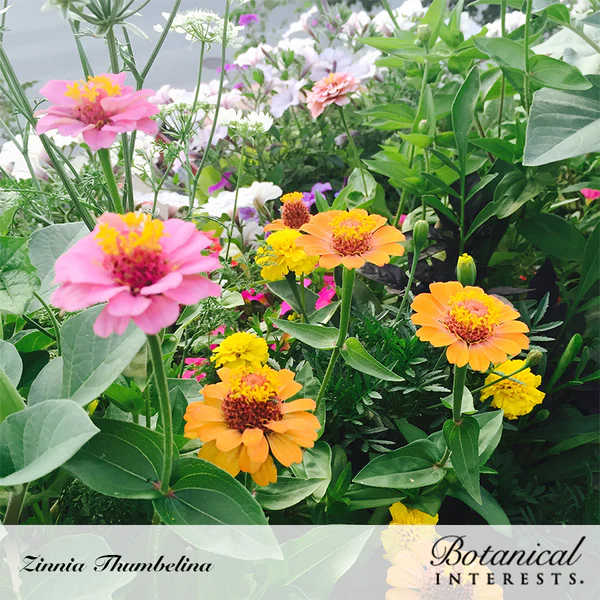 Zinnia Thumbelina Organic 2