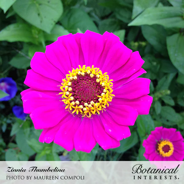 Zinnia Thumbelina Organic 3