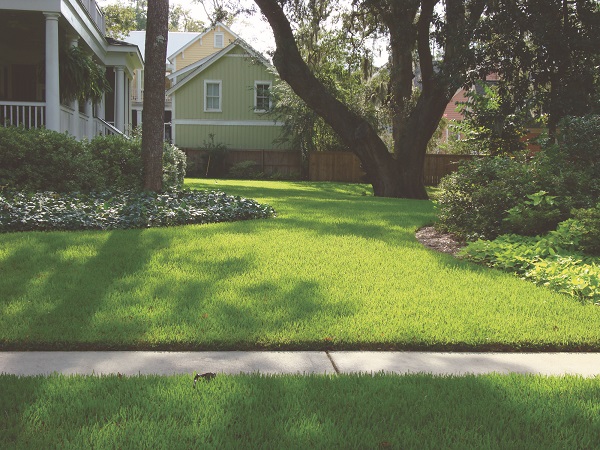 Palmetto Front Lawn