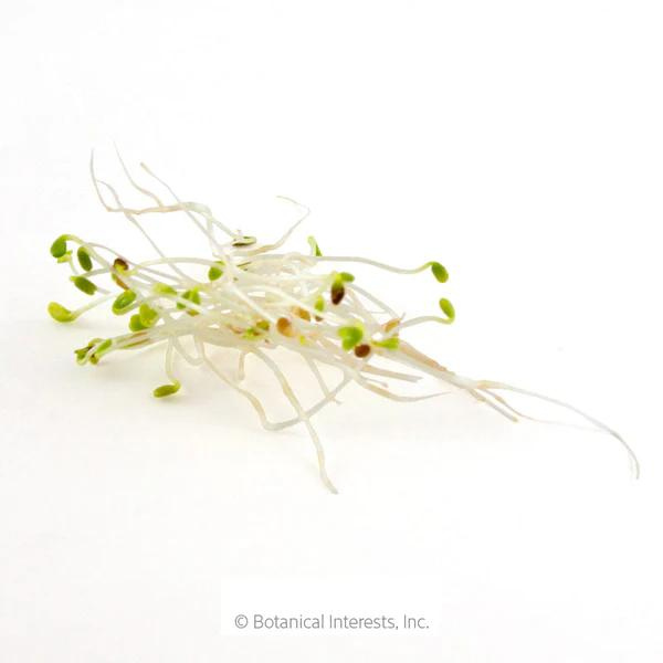 Alfalfa Sprouts Organic