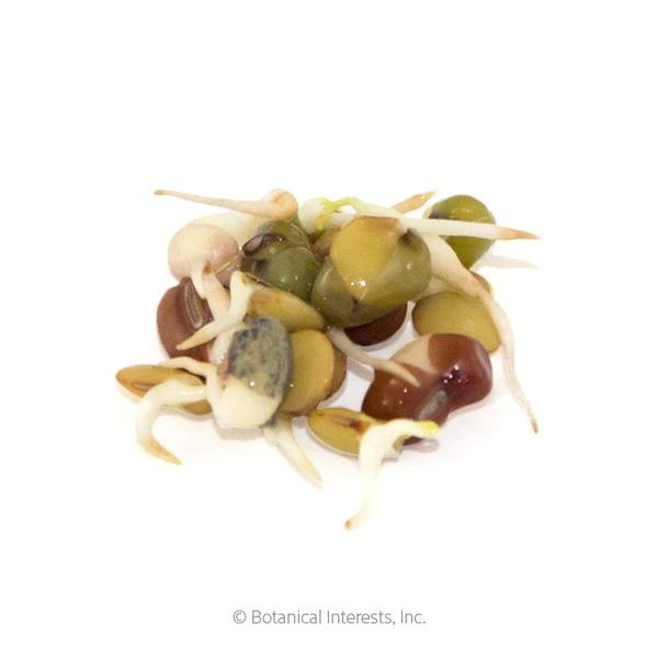 Bean Mix Sprouts Organic