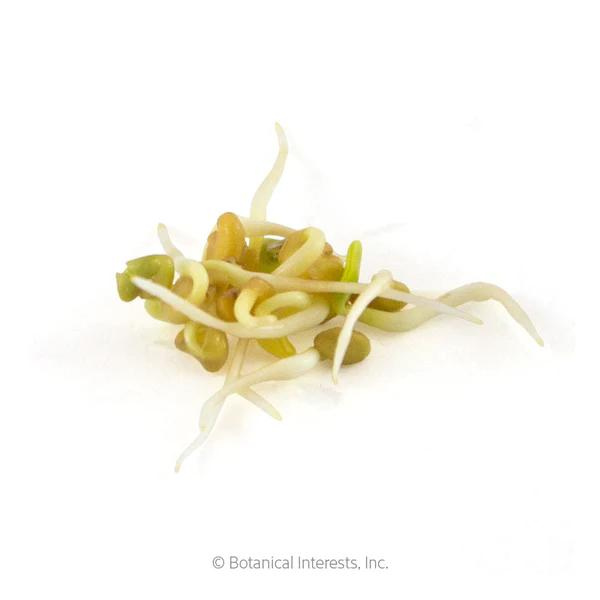 Fenugreek Sprouts Organic Fenugreek Sprouts Organic 