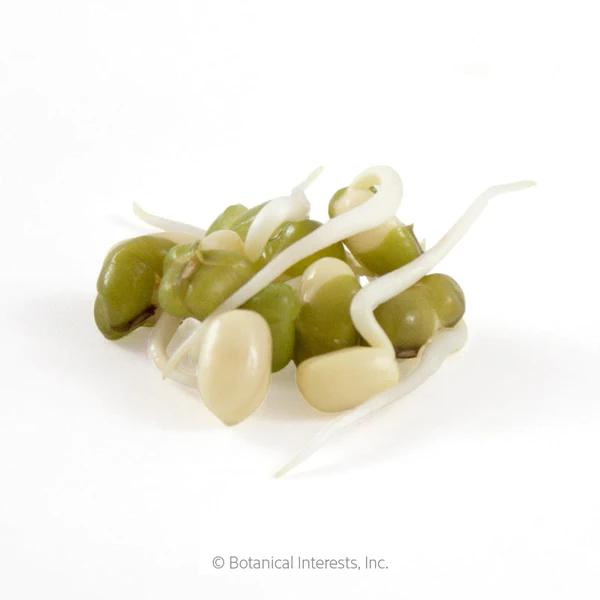 Mung Bean Sprouts Organic