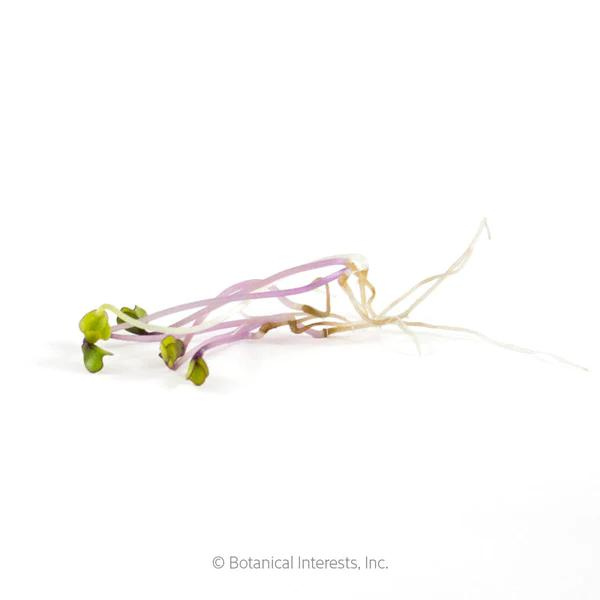 Purple Kohlrabi Sprouts Organic 2