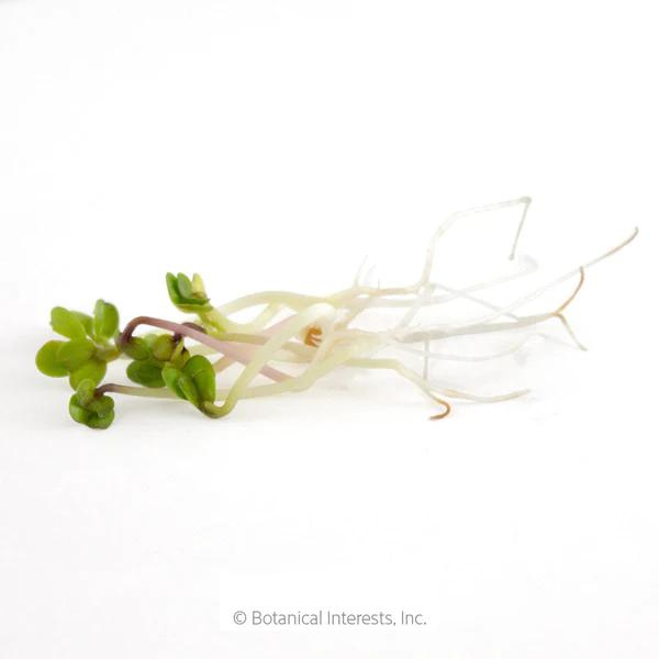 China Rose Radish Sprouts  2