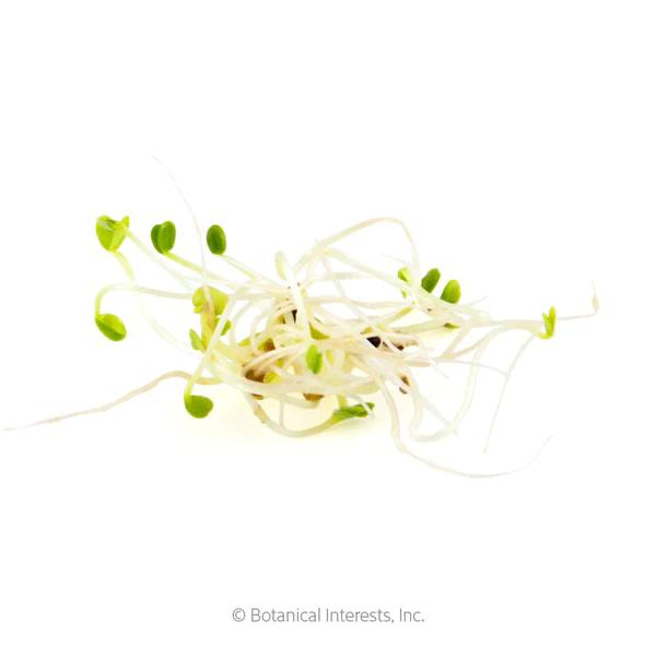 Salad Sprouts Mix Organic