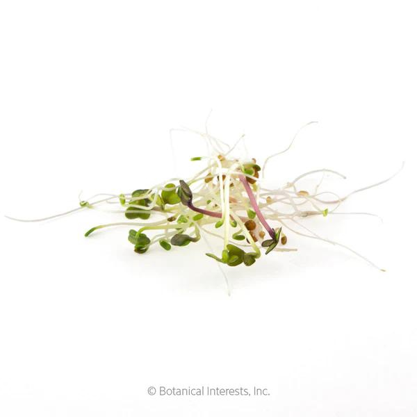 Sandwich Sprouts Mix 