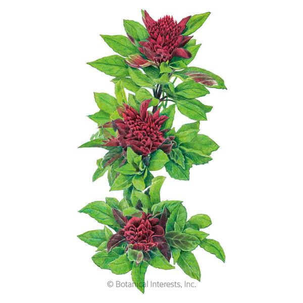 Basil Cardinal Organic