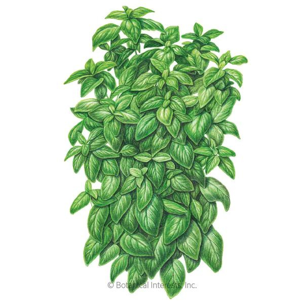 Basil Everleaf Emerald Towers