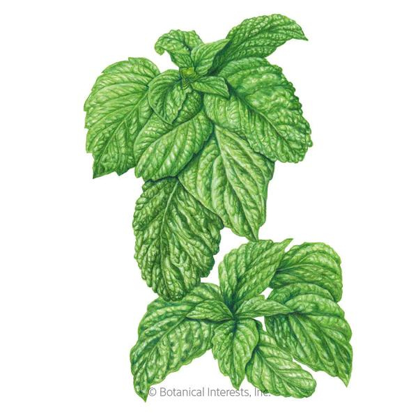 Basil Lettuce Leaf