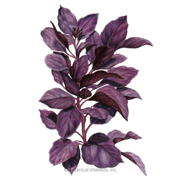 Basil Purple Petra Organic 1