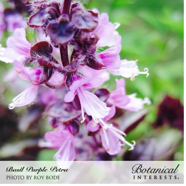 Basil Purple Petra Organic 2