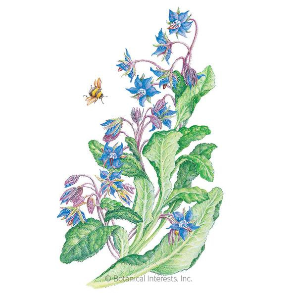 Borage Organic 1