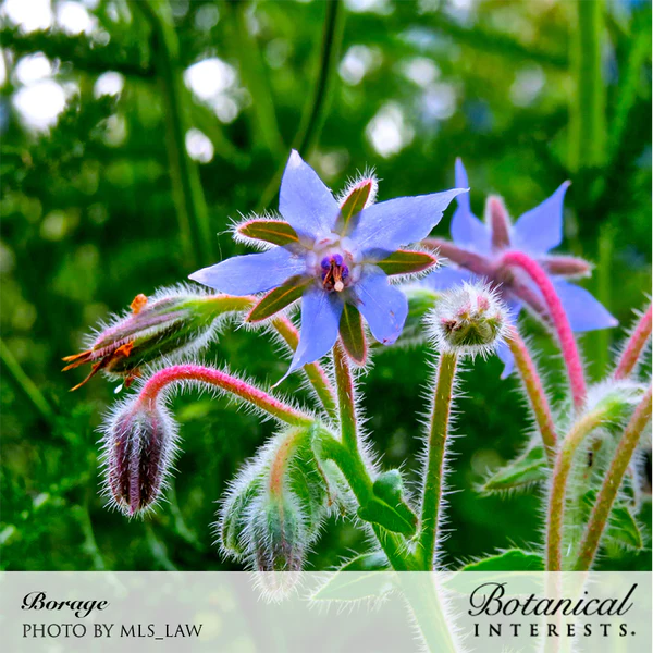 Borage Organic 2