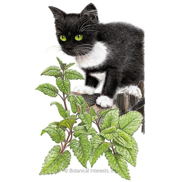 Catnip Organic