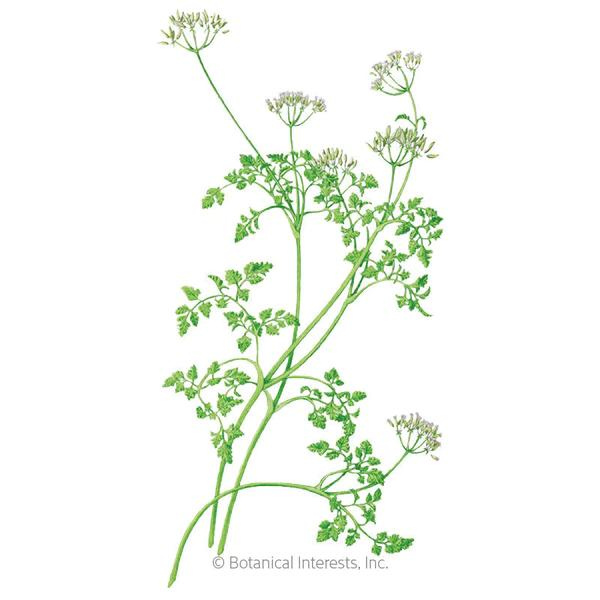 Chervil