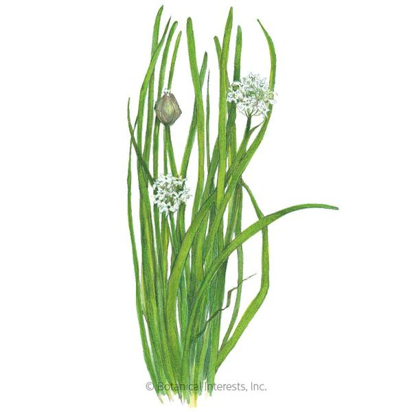 Chives Garlic