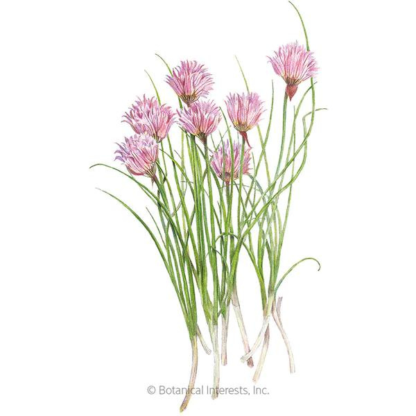 Chives Common Organic 1