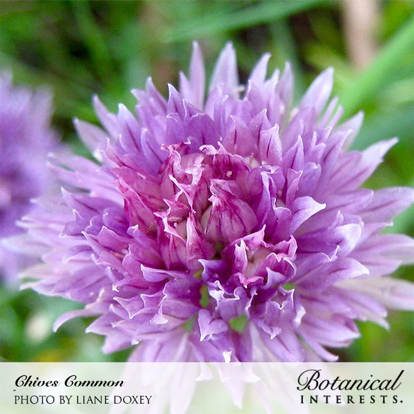 Chives Common Organic 3