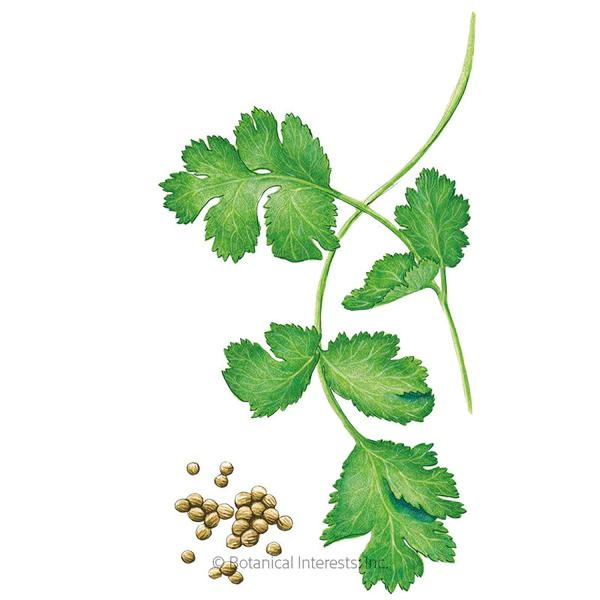 Cilantro Coriander Long Standing Santo Organic