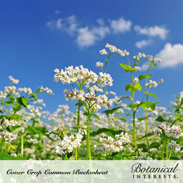 Cover Crop Common Buckwheat Organic 2