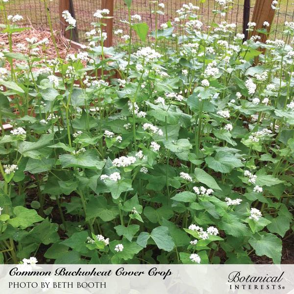 Cover Crop Common Buckwheat Organic 3