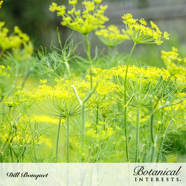 Dill Bouquet Organic 2