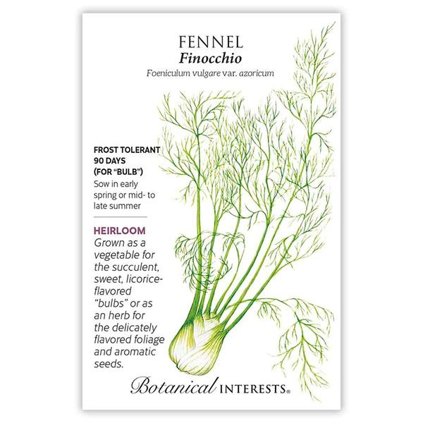 Fennel Finocchio