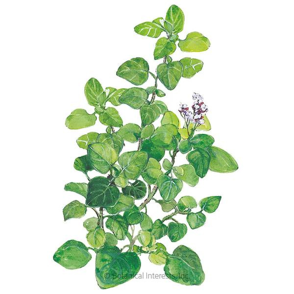 Marjoram Organic