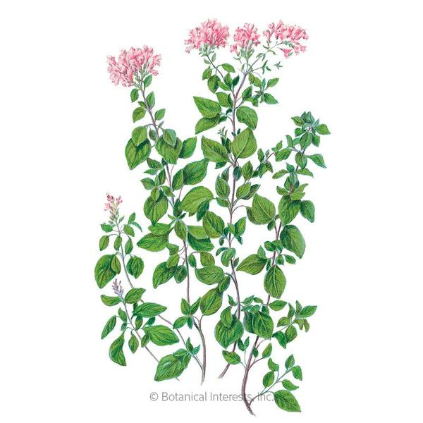 Oregano Common Organic